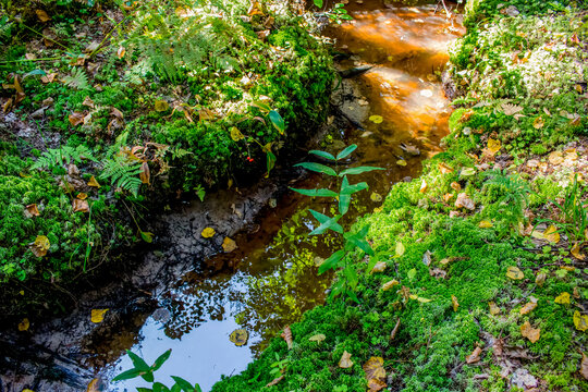 Small river "Chertovka" on the territory of "Chertovo gorodishche" park, Kozelsk, Russia