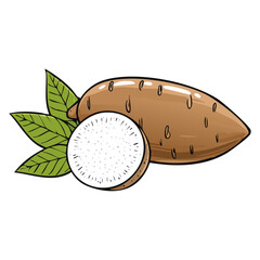Tapioca root with leaves vector color illustration in line art style. Sketch drawing of cassava plant for making bubble tea. For packaging and design.