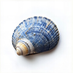 Blue and White Spiral Seashell, Side View on White Background, Studio Shot