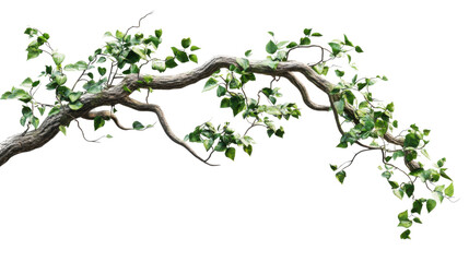 Obraz premium Lush green ivy climbing on a weathered tree branch with transparent background