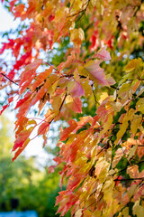 Beautiful autumn leaves background in the park