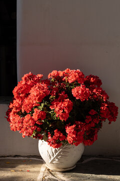 Fototapeta Vibrant red flowers in a vase illuminated by afternoon sunlight. 