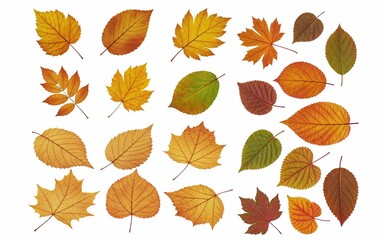 Obraz premium autumn leaves isolated on white