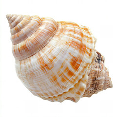 Obraz premium Sea Snail Shell with Brown and White Pattern, Isolated on White Background