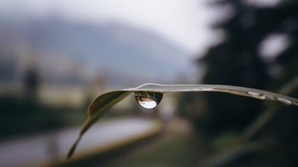 A close-up of a water droplet perched delicately on the edge of a green leaf, surrounded by a softly blurred natural background.