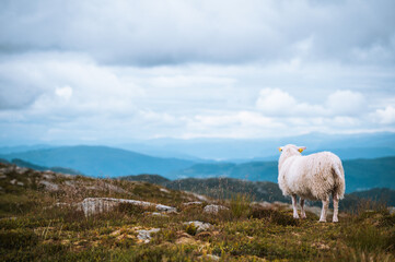 Obraz premium sheep on the mountain