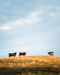 cows in the field