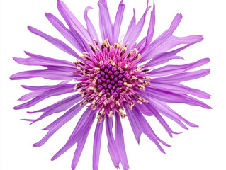 Obraz premium A stunning purple flower with long, spiky petals and a round center displays vibrant colors, highlighting nature's beauty and complexity