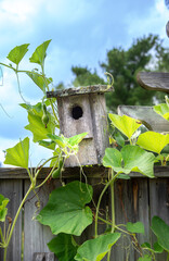 A rustic birdhouse is perched on a wooden fence surrounded by lush green vines. The vibrant leaves and twisting tendrils create a natural frame on a spring day in Mt. Pleasant, Michigan.