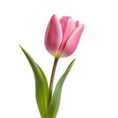 Naklejka premium Elegant Pink Tulip Flower Isolated on Transparent Background