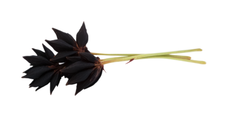 Dark leaves studio a minimalist touch isolated on transparent background