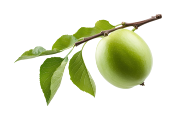 Harvesting green apples orchard nature isolated on transparent background