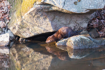 American Mink Drinking from a River While Sitting on a Rock, with a Rock in the Background