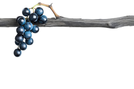 Natural vineyard beauty grape harvest isolated on transparent background