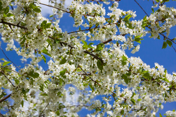 Cherry tree in full bloom with numerous white close-up flowers against a clear blue sky. Branches covered with blossoms, creating contrast with vivid blue background. Beauty of springtime.
