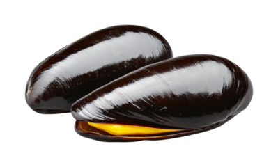 Delightful fresh mussels from shore isolated on transparent background