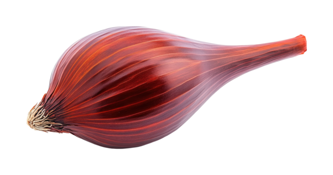Red onion agriculture and harvest isolated on transparent background