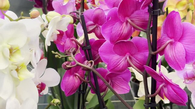 fiori di orchidee