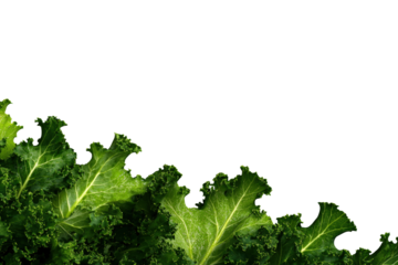 Kale leaves healthy living from the garden isolated on transparent background