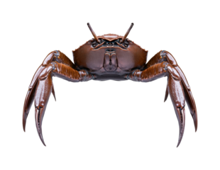 Crab underwater isolated on transparent background
