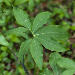 Flora of Gran Canaria - Dracunculus canariensis, endemic to the Canary Islands and Madeira,  natural macro floral background