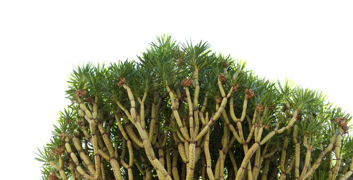 Flora of Gran Canaria - Kleinia neriifolia, locally called verode