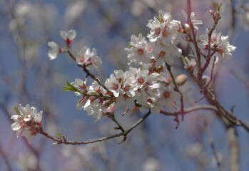 Horticulture of Gran Canaria -  almond trees blooming