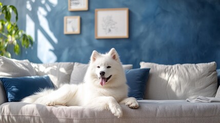 Adorable Samoyed dog in modern living room