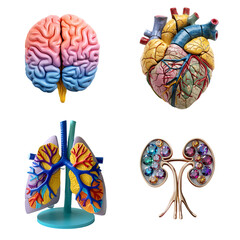 Transparent Backdrop PNG Cutout of Anatomical Models of Human Heart, Brain, Lungs, and Kidneys