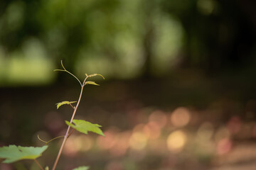 Young grapevine sprout with blurred natural background
