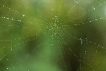 Delicate spider web against a blurred green background
