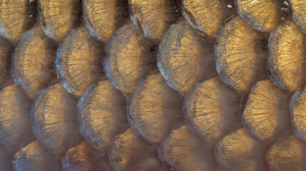 Close-up of fish scales © sebi_2569