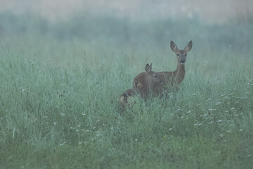 Hase im Nebel