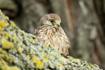 Junger Turmfalke