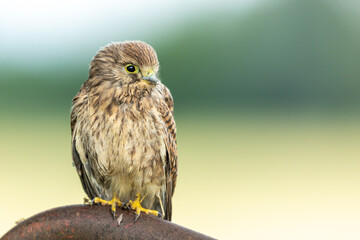 Junger Turmfalke