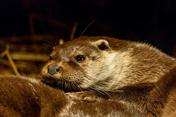Otter