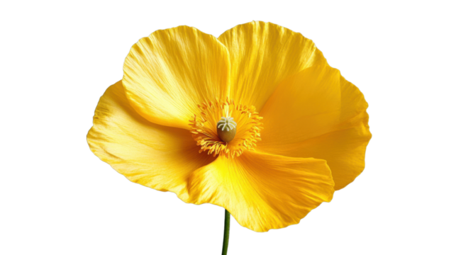 Vibrant yellow poppy blooming with delicate petals on transparent background