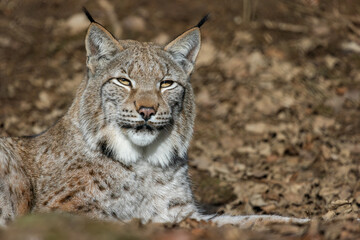Luchs im Laub