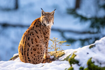 Luchs