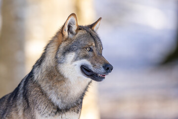 Fototapeta premium Wolf im Winter