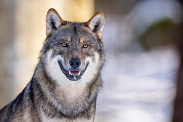 Wolf im Winter