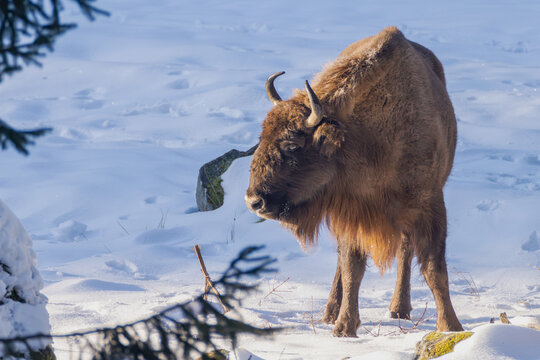 Wisent im Winter