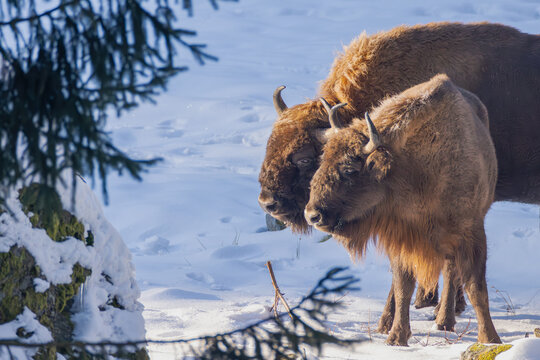 Wisent im Winter