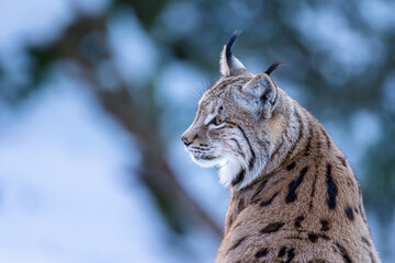 Luchs