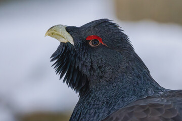 Auerhahn