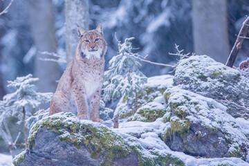 Luchs im Winter