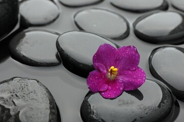 Spa stones and flower in water, closeup
