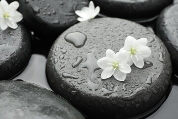Spa stones and flowers in water, closeup