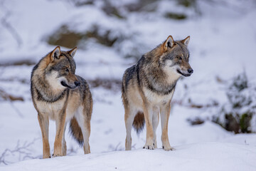 Wolf im Winter