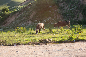 Cows on a summer pasture.
